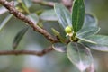 The initial fruit of Ilex cornuta