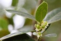 The initial fruits of Ilex cornuta