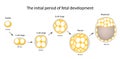 The initial period of fetal development. The structure of the zygote, blastocyst. Infographics. Vector illustration on isolated b