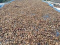 The initial process of drying coffee to make the best choice of coffee beans Royalty Free Stock Photo