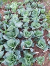 Initial stage of cabbages cultivated in villages area Royalty Free Stock Photo