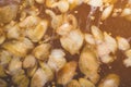 The initial stage of fermentation of craft beer with petals of h