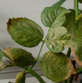 Spider mite colony, Tetranychus. .Initial stage of rose disease - leaves covered with microscopic web of spider mite colony,