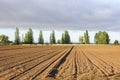 Initial stages of cornfields Royalty Free Stock Photo