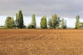 Initial stages of cornfields Royalty Free Stock Photo