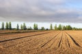 Initial stages of cornfields Royalty Free Stock Photo