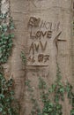 Initials carved in bark of tree