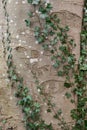 Initials carved in bark of tree Royalty Free Stock Photo