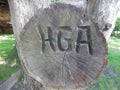 Initials carved in tree trunk