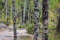 Initials carved into tree trunks in woods