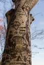 Love graffiti carved on a tree