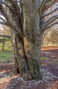 Initials in Tree Trunk