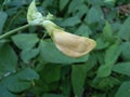 inj is a long bean flower before it becomes a vegetable, the color and shape is as shown in the picture