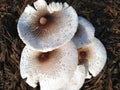 inj is a type of mushroom that should not be eaten because it contains poison