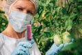 Injection for quick ripening tomato. Female biologist in blue gloves holds a syringe, close up. Genetically modified non organic