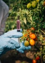 Injection for quick ripening tomato. Female biologist in blue gloves holds a syringe, close up. Genetically modified non organic