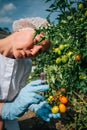 Injection for quick ripening tomato. Female biologist in blue gloves holds a syringe, close up. Genetically modified non organic