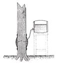 Injection of a standing tree by using the buoyancy of the sap, vintage engraving