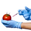 Injection into tomato isolated on white background. Genetically modified vegetable and syringe Royalty Free Stock Photo