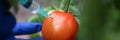 Injection vegetable for quick ripening tomato.