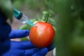 Injection vegetable for quick ripening tomato.
