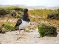 Injured Australian Pied Oystercatcher (Haematopus longirostris) Royalty Free Stock Photo