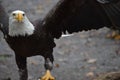 Great Bald Eagle