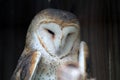 Injured rescued Florida barn owl in sanctuary