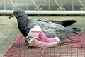 Injured birds, Pigeon with a broken wing, Little young bird, Pigeon, Doves.