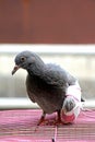 Injured birds, Pigeon with a broken wing, Little young bird, Pigeon, Doves.