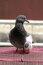 Injured birds, Pigeon with a broken wing, Little young bird, Pigeon.