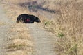 Injured Black Bear