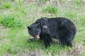 An injured black bear in the grass, part of the nose is gone, trees in the background, Manning Park, Canada