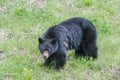 An injured black bear in the grass, part of the nose is gone, trees in the background, Manning Park, Canada