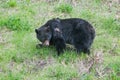 An injured black bear in the grass, part of the nose is gone, trees in the background, Manning Park, Canada