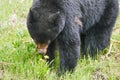 An injured black bear in the grass, part of the nose is gone, trees in the background, Manning Park, Canada