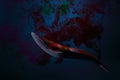 Injured blue whale model in fish tank on blue background Royalty Free Stock Photo