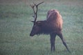 Injured Bull Elk Grazing