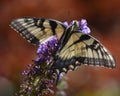 Injured Butterfly