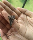 Injured butterfly sitting on palm of girl