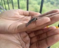 Injured butterfly sitting on palm of girl, hand holding small insect