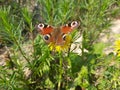 Injured butterfly wing