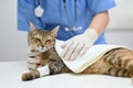 An injured cat is being checked up by a veterinarian in an examination room Royalty Free Stock Photo