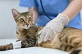 An injured cat is being checked up by a professional veterinarian in an examination room Royalty Free Stock Photo