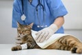 An injured cat is being checked up by a professional veterinarian at a vet clinic Royalty Free Stock Photo