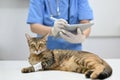 An injured cat is being checked up by a veterinarian in an examination room at a vet clinic Royalty Free Stock Photo