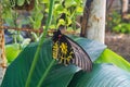 An injured Common birdwing butterfly (Troides helena) has one wing sits on flower stem with green background