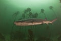 Injured cow shark