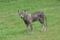 Injured Coyote Royalty Free Stock Photo