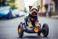 Injured cute dog riding wheelchair through city street. Generative AI